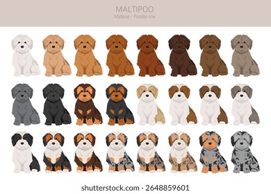 Maltipoo Clipart. Maltese Poodle mix. Diferentes cores de casaco definido.  Ilustração vetorial