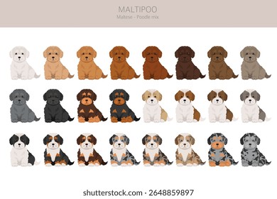 Maltipoo Clipart. Maltese Poodle mix. Diferentes cores de casaco definido.  Ilustração vetorial