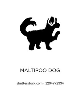 Maltipoo dog icon. Maltipoo dog symbol design from Dogs collection. Simple element vector illustration on white background.