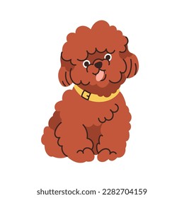 Maltipoo, mezcla maltesa de fideos, raza de perro. Pequeño doggy de enano fino con pelo rizado, abrigo. Feliz cachorro en miniatura. Un pequeño y gracioso cachorro. Ilustración vectorial plana aislada en fondo blanco