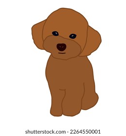 Maltipoo puppy vector isolated illustration on white background. Red toy poodle dog flat illustration. Brown dog sitting icon.