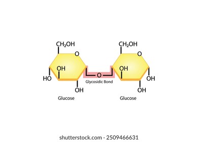 Maltose Disaccharide Molecule. Glucose Sugar units. Scientific Diagram. Vector Illustration.