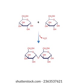 Maltose Formation Concept Design. Vector Illustration.