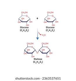 Maltose Formation Concept Design. Vector Illustration.