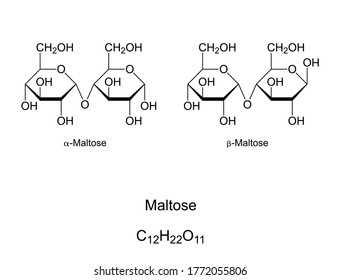 Maltose, malt sugar, chemical structure. Maltobiose, a disaccharide formed by 2 glucose units. Component of malt and substance obtained in the process of allowing grain to germinate in water. Vector.