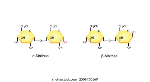 Maltose, malt sugar, chemical structure. Disaccharide Molecule. Glucose Sugar units. Scientific Diagram. Vector Illustration.