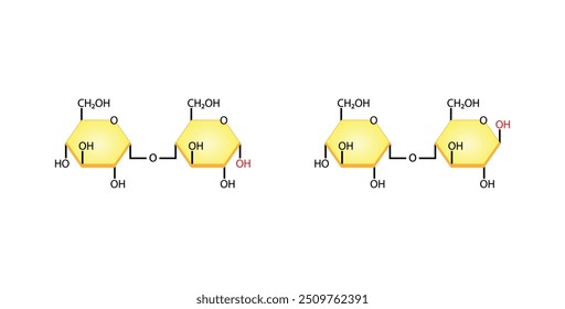 Maltose, malt sugar, chemical structure. Disaccharide Molecule. Glucose Sugar units. Scientific Diagram. Vector Illustration.