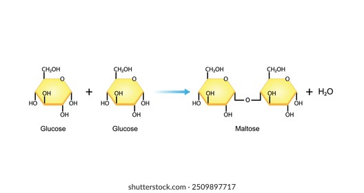 Maltose, malt sugar, chemical structure. Disaccharide Molecule. Glucose Sugar units. Scientific Diagram. Vector Illustration.