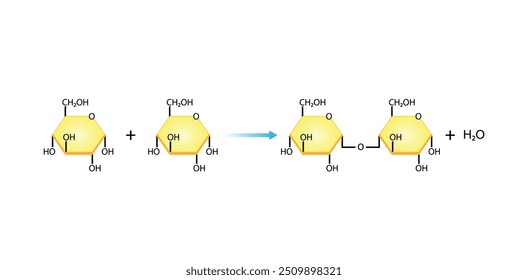Maltose, malt sugar, chemical structure. Disaccharide Molecule. Glucose Sugar units. Scientific Diagram. Vector Illustration.