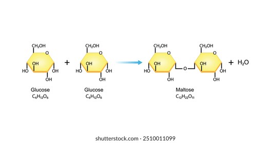 Maltosa, azúcar de malta, estructura química. Molécula de disacárido. Unidades de Glucosa y Azúcar. Diagrama científico. Ilustración vectorial.