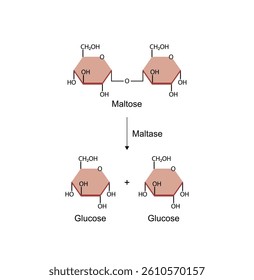 Maltose, malt sugar, chemical structure. Disaccharide Molecule. Glucose Sugar units. Scientific Diagram. Vector Illustration.