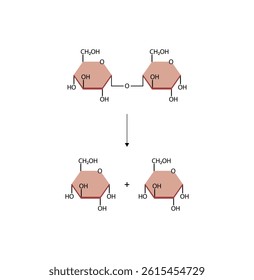 Maltose, malt sugar, chemical structure. Disaccharide Molecule. Glucose Sugar units. Scientific Diagram. Vector Illustration.