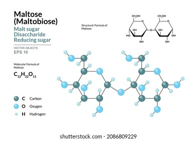Maltose. Maltobiose or Malt Sugar. Disaccharide. Structural Chemical Formula and Molecule 3d Model. C12H22O11. Atoms with Color Coding. Vector Illustration 