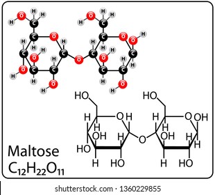 Maltose Molecule Structure