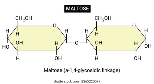 Maltose is a sugar made out of two glucose molecules bound together.