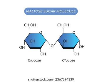 Maltose Sugar Molecule. Glucose And Glucose