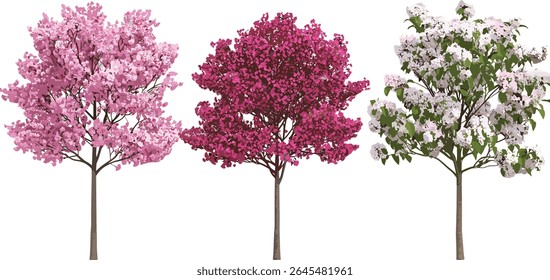 Malus halliana blossoming trees, Hall crabapple isolated cutout, spring garden flora, botanical illustration, vector illustration, ornamental tree species, seasonal bloom.
