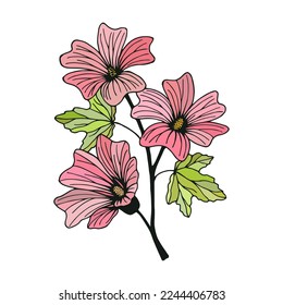 Malva flowers. Vector stock illustration eps10. Outline, isolate on white background. Hand drawn.