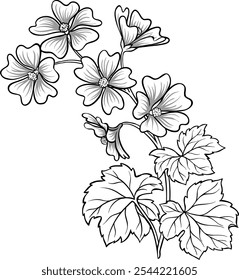 Malva Plant with Flowers Outline Illustration