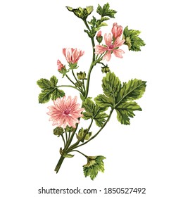 Malva sylvestris is a species of the mallow genus Malva in the family of Malvaceae and is considered to be the type species for the genus.