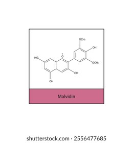 Malvidin skeletal structure diagram.anthocyanin compound molecule scientific illustration.