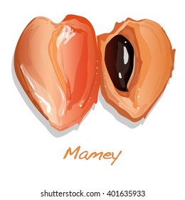 Mamey isolated vector illustration