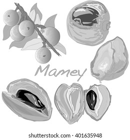 Mamey isolated vector illustration