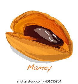 Mamey isolated vector illustration