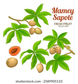 Mamey Sapote Branch Colored Detailed Illustration.