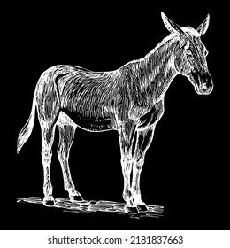 Mammal Animal Horse Mule Transport Donkey Vector