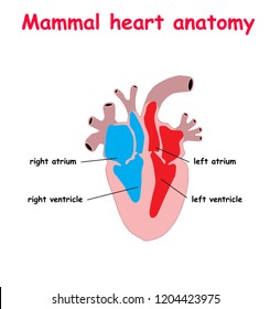 Mammal heart abatomy flat material design landing site isolated on white background vector illustration. education info graphic