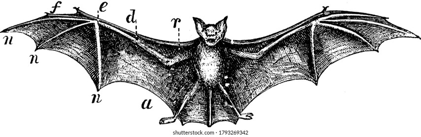 A mammal with large wings which are actually its forelimbs used for flying, vintage line drawing or engraving illustration.