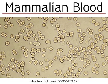 Mammalian blood, visible through an optical microscope.