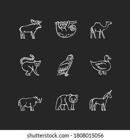 Mammals and birds chalk white icons set on black background. Flying and land animals. Common forest wildlife, tropical fauna and fantasy creatures. Isolated vector chalkboard illustrations