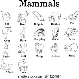 Mammals chart. Ink illustrations of bat, deer, dolphin, donkey, fox, goat, hare, hedgehog, mouse, otter, rabbit, seal, sheep, squirrel, stoat, whale, wolf. Wildlife animals theme. Simple texture style