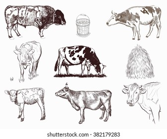 Set Bulls Cow Coming Cow Standing Stock Vector (Royalty Free) 1022996878