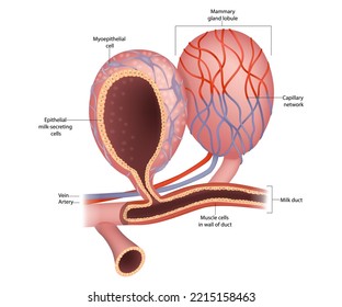 Mammary Gland Lobule And Anatomy Of The Breast. Epithelial Milk-secreting Cells. Milk Duct And Secretory Cells. Mammary Alveoli And Myoepithelial Cell. Milk Producing Organs