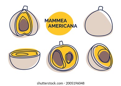 Mammea american icons. Tropical fruit set, whole, sliced. Vector illustration of lines and color spots