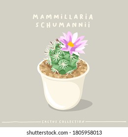 Mammilaria Schumannii : Cactus type collection : Cactus in white small pot isolated on beige background : Vector Illustration
