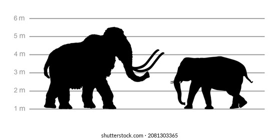 Mammoth against Elephant male vector silhouette illustration isolated on white. Education of High and weight comparison. African animal Elephant ancestor. Museum attraction. Prehistoric wooly  tusks.