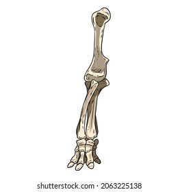 Mammoth or elephant fossilized leg hand drawn sketch image. Animal bones fossil image drawing. Vector stock outline silhouette