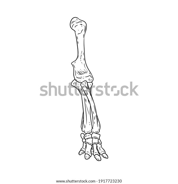 Mammoth or elephant fossilized leg hand drawn\
sketch image. Animal bones fossil image drawing. Vector stock\
outline silhouette
