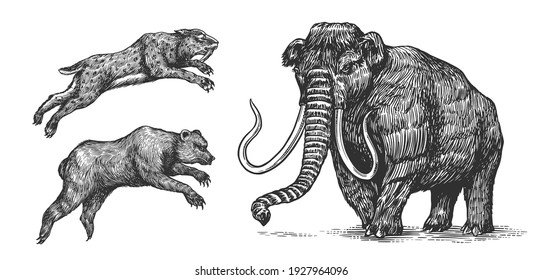 Mammoth or extinct elephant, Cave bear and Saber toothed tiger. Vintage Extinct animal. Retro Mammals. Hand drawn engraved sketch.