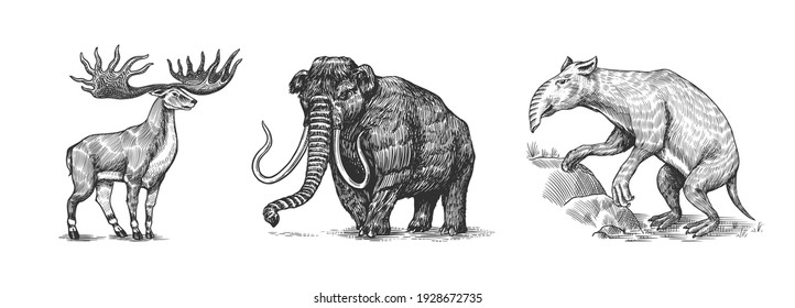 Mammoth or extinct elephant, Irish elk or Ground deer and Palorchestes. Marsupials of the family Palorchestidae. Vintage Extinct animal. Retro Mammals. Hand drawn engraved sketch.
