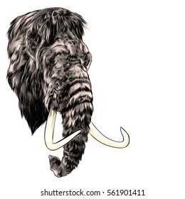 the mammoth face vector color drawing