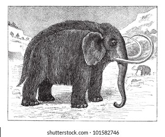 Mammoth or Mammuthus sp., vintage engraved illustration. Dictionary of Words and Things - Larive and Fleury - 1895