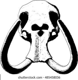 Mammoth Skull With Huge Tusks Looks From The Front