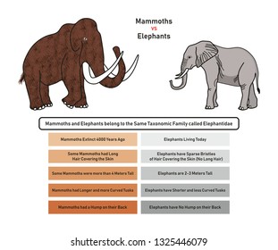 Mammoths vs Elephants Comparison infographic diagram including extinction availability skin covering height tusks and back hump for biology and historical science education