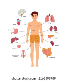 Man anatomy scheme. Vector illustration