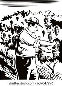 Man, in an attempt to seize the vineyard ripe grapes during the harvest